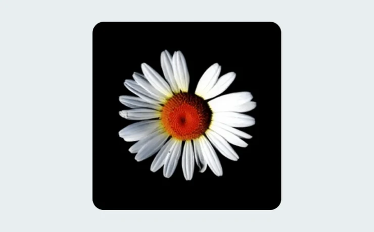 Daisy Patritti
